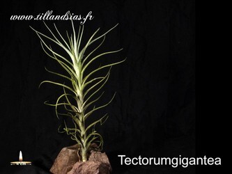 Tectorum-gigantea.jpg