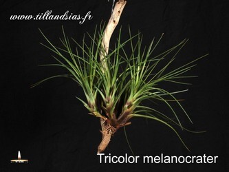 Tricolor-melanocrater.jpg