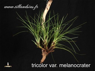 Tricolor-var-melanocrater.jpg