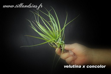 Velutina-x-concolor.jpg