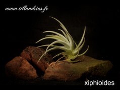 Xiphioides.jpg