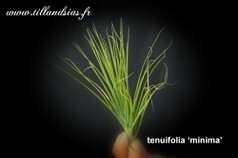 Tenuifolia-Minima.jpg